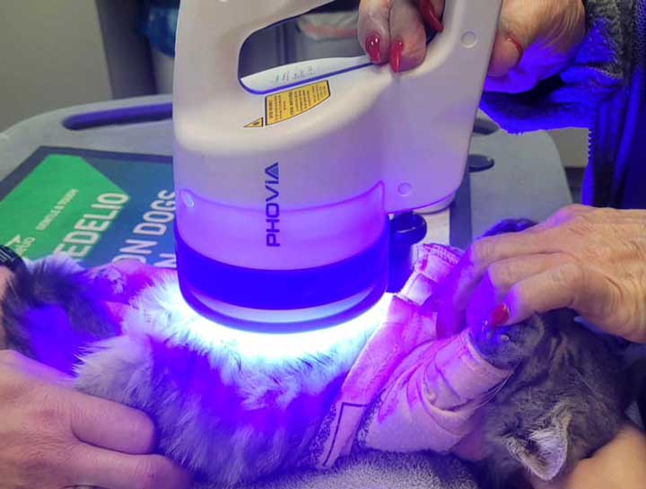 Light Therapy for Pets