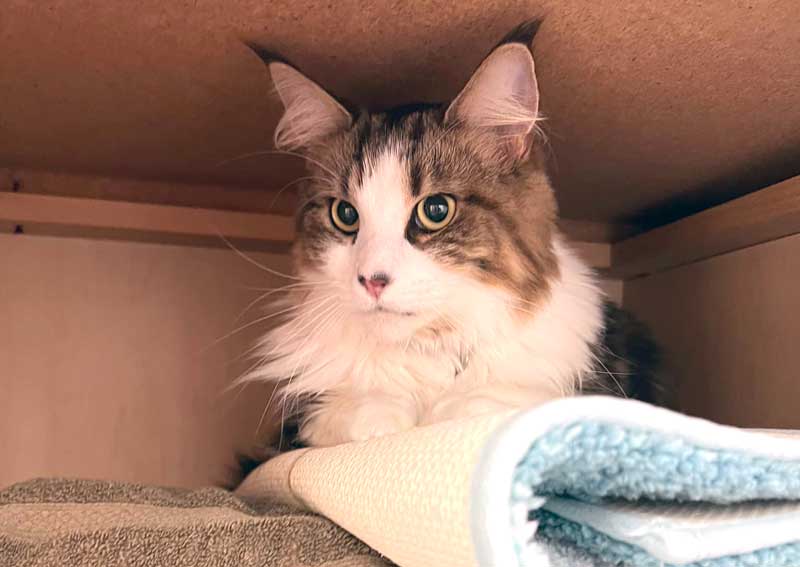 Carousel Slide 4: Feline veterinary exams