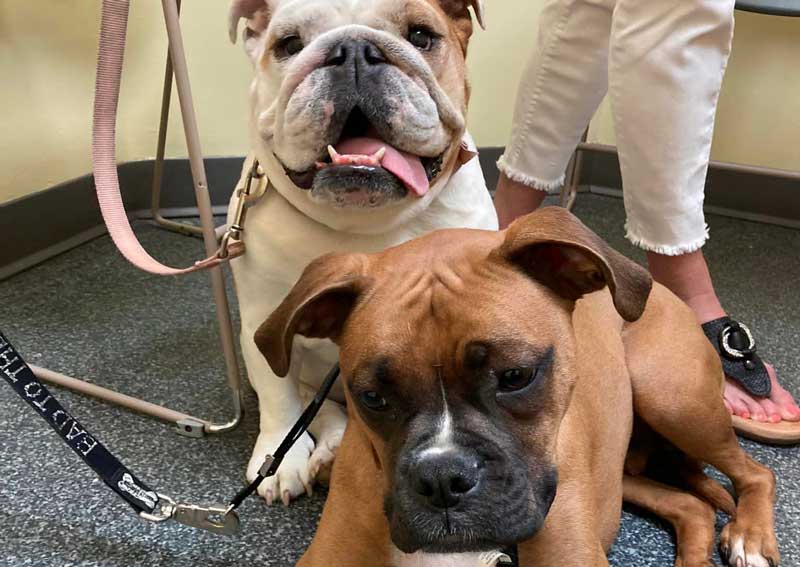 Carousel Slide 5: Dog veterinarians